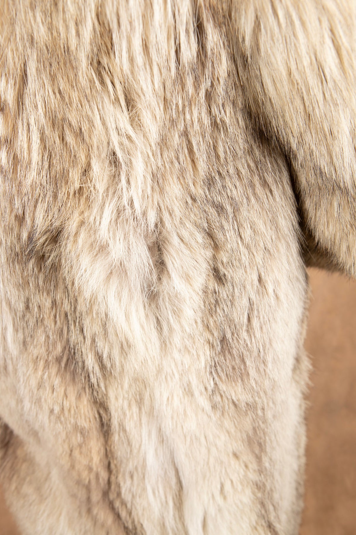 CAYOTE (15)