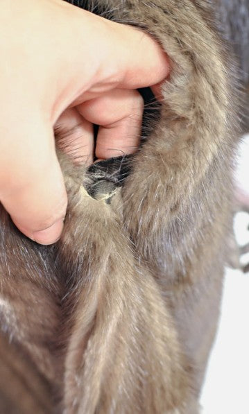 Mahogany Mink Coat - 8